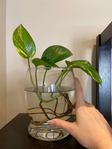 Growing Pothos, Pothos In Water, Pothos Cuttings, Pothos Plant Care, Water Vase, Water Plants Indoor, Impatiens Plant, Pothos Plants, Diy Container