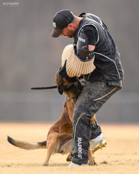 Protection Dog Aesthetic, Igp Dog, Protection Dog Training, Belgium Malinois, Protection Dogs, German Shepherd Training, Fit Dogs, Belgian Malinois Dog, K9 Unit