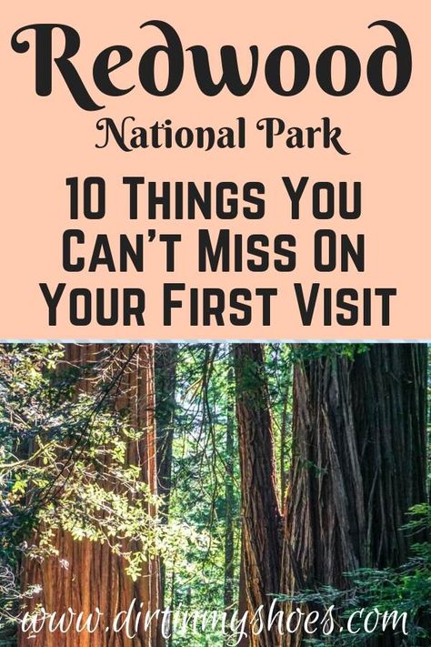 Redwoods California, Redwood Trees, Kids Camping, Redwood National Park, Places In California, The Redwoods, West Coast Road Trip, Camping Photography, National Park Road Trip