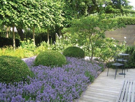 Boxwood Garden, Garden On A Hill, Sloped Garden, Lavender Garden, Garden Idea, English Country Gardens, Contemporary Garden, The Secret Garden, Lavandula Angustifolia