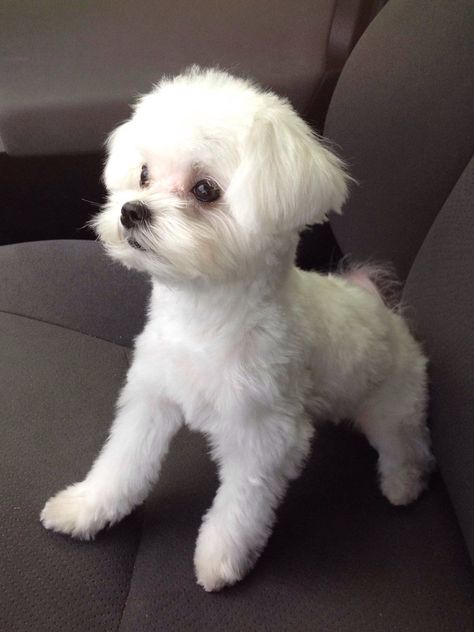 Brooklyn the cutest Maltese! Male Maltese Haircut, Maltese Dogs Haircuts, Maltese Haircut, Maltese Terrier, Puppy Haircut, Dog Haircuts, Maltese Puppy, Maltese Dogs, Little Dogs