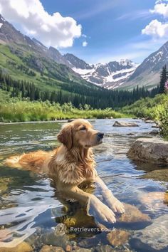 Golden Retriever Activities, Country Golden Retriever, Adventures With Dogs, Vacation With Dog, Dogs In Water, Golden Retriever Swimming, Golden Retriever Aesthetic, Majestic Dog, Dog Mountain