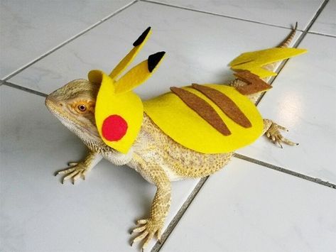 Lizard Owners Are Now Dressing Up Their Bearded Dragons And It's Too Cute! - I Can Has Cheezburger? Bearded Dragon Costumes, Lizard Costume, Bearded Dragon Clothes, Dragon Halloween Costume, Baby Bearded Dragon, Dragon Halloween, Bearded Dragon Cute, Bearded Dragon Care, Shark Costumes