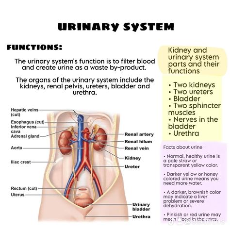 Urinary System, Adrenal Glands, Nursing Care, Female Doctor, Urinary Tract, Honey Colour, Human Anatomy, Anatomy, Science