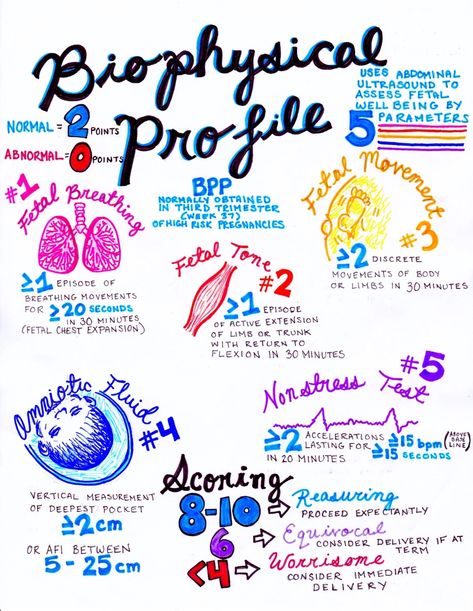 OBGYN Notes | hansonsanatomy Anatomy Medical Notes, Nicu Nurse Education, Obstetrics Nursing, Sonography Student, Newborn Nursing, Midwifery Student, Anatomy Medical, Medical Notes, Diagnostic Medical Sonography