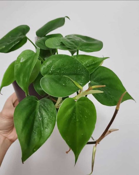 Philodendron Martianum, Bioactive Enclosure, Philodendron Varieties, Philodendron Cordatum, Indoor Hanging Plants, Plant For Indoor, Best Indoor Hanging Plants, Rare Philodendron, Philodendron Care