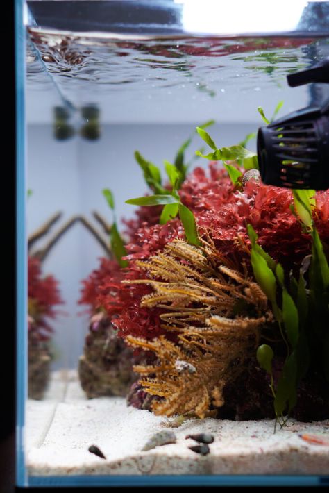 Tigahboy Macroalgae Tank - Reef Builders Featured Tank | Reef Builders | The Reef and Saltwater Aquarium Blog Macro Algae Tank, Pico Reef Tank, Macroalgae Tank, Aquarium Scape, Reef Tank Design, Seahorse Aquarium, Salt Water Aquarium, Aqua Scape, Fish Room