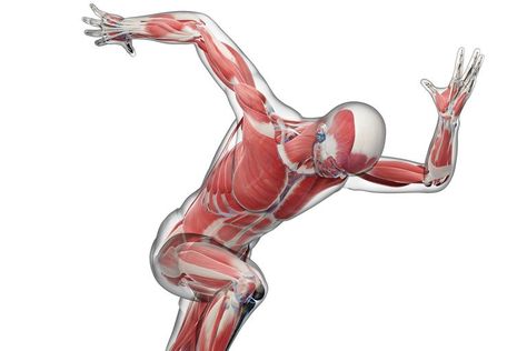 Biomechanics and Body Movement Biomechanics Study, Human Biomechanics, Functional Patterns, Human Body Drawing, Body Mechanics, Biomedical Engineering, Exercise Program, Body Movement, Human Anatomy And Physiology