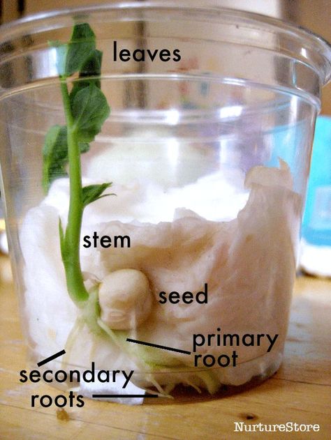 Bean Seed Experiment, Parts Of A Bean Seed, Bean Growing For Kids, Bean Growing Experiment, Germinate Seeds Paper Towel, Seed Experiments For Kids, Seed Germination For Kids, Flower Experiment, Plants Science Experiments