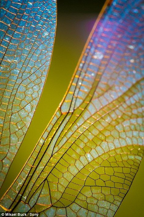 the detail of a Golden Ring Dragonfly's wings is shown. Pinned by wootandhammy.com ♥️ thoughtful jewelry. Macro Photography Tips, Foto Macro, Photo Macro, Insect Wings, Dragonfly Wings, Dragonfly Art, Beautiful Bugs, Bugs And Insects, Water Droplets