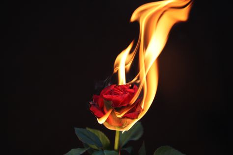 Rose flame.... Fire Meaning, Rose On Fire, Burning Flowers, Hawke Dragon Age, Burning Rose, Hopeless Fountain Kingdom, Fire Photography, Magical Creature, Fire Flower