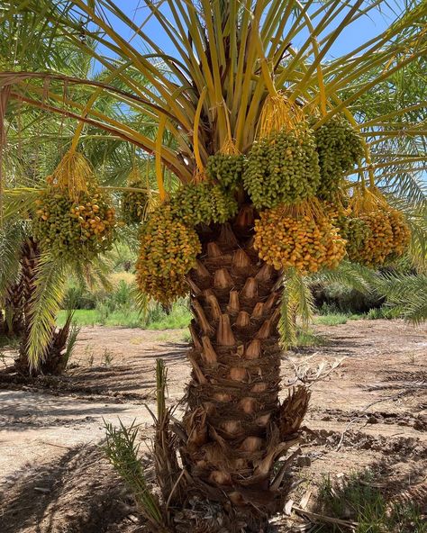 Healthiest Fruits, Dates Tree, Healthy Fruits, Islamic Images, Palm Trees, Fruit, Plants, Flowers, Quick Saves