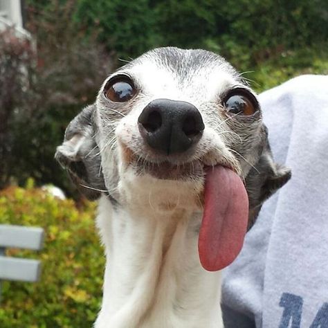 Our Weird Pooch Funny Dog Pictures, Psy Chihuahua, Ugly Animals, Funny Dog Faces, Ugly Dogs, Animals Funny, Silly Dogs, Funny Animal Jokes, Silly Animals