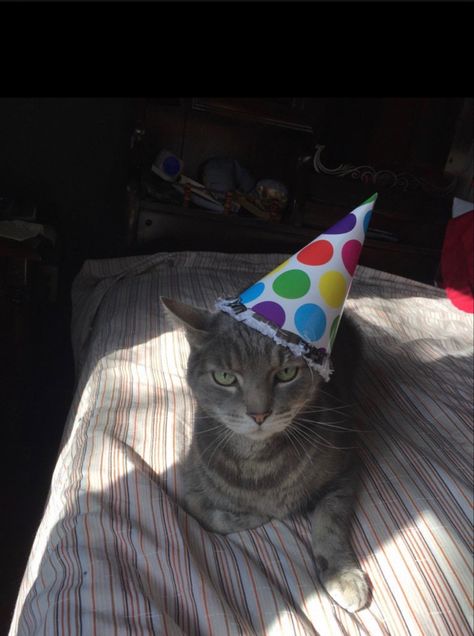 Party hat on a cat. Cat’s burthday. Birthday cat. Silly cat. Silly kitty. Funny cat. Cat With Birthday Hat, Cat With Party Hat, Cat Silly, Silly Cars, Kitty Funny, Silly Kitty, Party Icon, Birthday Cat, Cat S