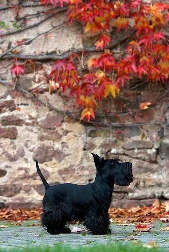 Black Terrier, Wanna Cuddle, Scottie Puppies, Scottish Terrier Puppy, Scottie Terrier, Scotland Yard, Scottish Terriers, Dream Dog, Bull Terrier Dog