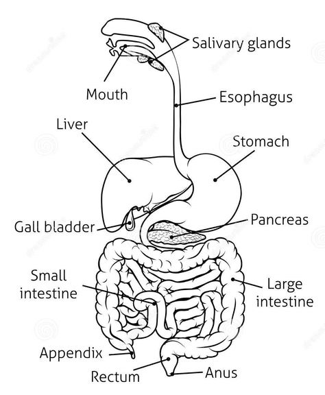 We provide you diagram of digestive system in easy way.Also simple digestive system diagram for better understanding. For learning digestive system easy way unlalabelled diagram of digestive system is also available. Digestive system diagram in simple way and easy to understand. Labelled diagram of digestive system as per exam point of view. Digestive System Drawing Easy, Digestive System Drawing, Digestive System For Kids, Digestive System Diagram, Digestive System Worksheet, Digestive System Anatomy, Biology Diagrams, Science Diagrams, Brain Exercises