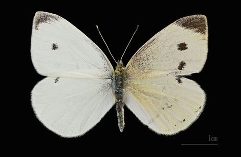 Cabbage Butterfly, Aquatic Birds, Cool Bugs, The Predator, Ancient Animals, Extinct Animals, Personality Quiz, White Butterfly, Lush Garden