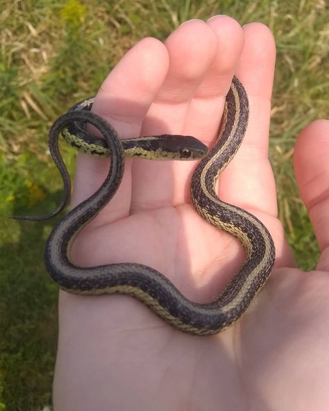 'Morning little fella! Garden snake came for a visit 💚🐍 #snake #gardensnake #grasssnake #garden #nature #cool #animal... Therian Types, Garden Snake, Spiders And Snakes, Garden Snakes, Cottagecore Garden, Garter Snake, Photo Drawing, Cute Reptiles, Sleeve Ideas