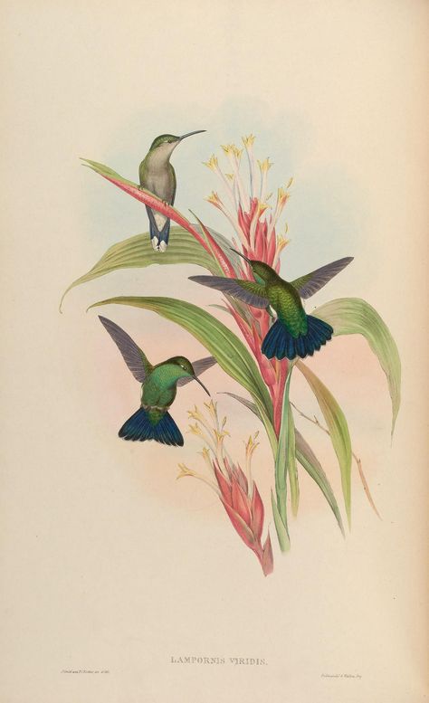 Humming Bird Aesthetic, Plate Drawing, John Gould, Bird Artists, Bird Illustrations, Poster Project, Bird Paintings, Hummingbird Art, Bird Book