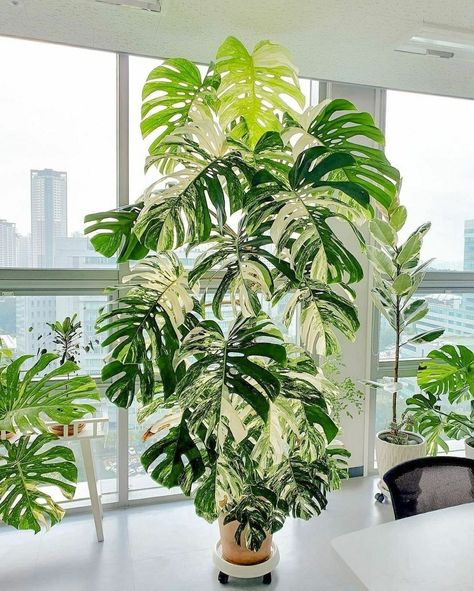 Chicago BLOOM™ on Instagram: “HAPPY #monsteramonday 😎 Just warms our heart seeing this beautiful specimen 🥰🤩 : COOL plant Alert 📢 💚🌿🤤 Love sharing fantastic plant…” Indoor Tropical Plants, Low Maintenance Indoor Plants, Large Indoor Plants, Plant Goals, Variegated Plants, Plant Decor Indoor, Plant Aesthetic, Monstera Plant, House Plants Decor