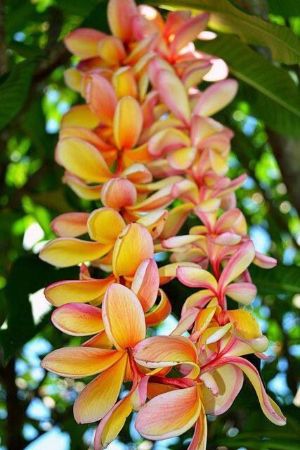 MY STYLE !!! Flores Plumeria, Hawaiian Plumeria, Hawaiian Lei, Plumeria Flowers, Hawaiian Flowers, Tropical Islands, Exotic Flowers, Birds Of Paradise, Tropical Paradise