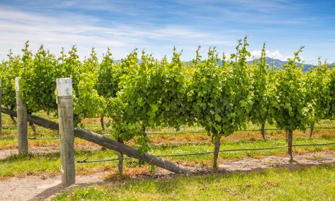 Miraculously Easy Tips on How to Build an Ethereal Grape Trellis - Gardenerdy Wine Trellis, Grape Vine Tree, Grape Vine Trellis, Grape Trellis, Berry Patch, Vine Trellis, Chicken Cages, Tree Pruning, Growing Grapes