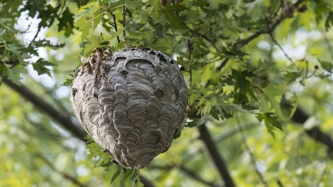 Hornet Nest, Wasp Spray, Wasp Stings, Hornets Nest, Wasp Nest, Smelling Flowers, Wasp, In Peace, Hornet