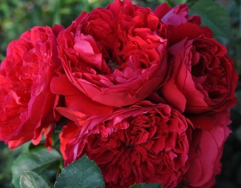 Florentina+(Palatine+Roses) Landscaping With Roses, Floribunda Roses, Rogers Gardens, Rose Care, Red Blossoms, Shrub Roses, Hybrid Tea Roses, David Austin, Climbing Roses