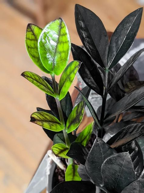 Raven Plant, Zz Plant Propagation, Goth Plants, Zz Raven, Raven Zz Plant, Plant Leaves Turning Brown, Zz Plant Care, Dark Plants, Zz Plants