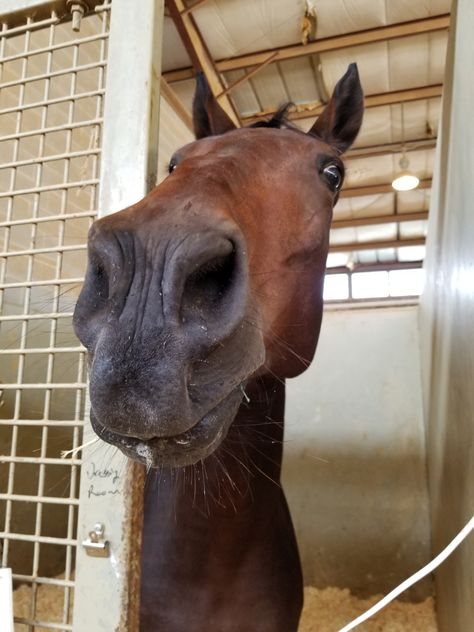 Dark Brown Horse Aesthetic, Horses Aesthetics, Horses Brown, Brown Horses, Horse Brown, Bay Horse, Horse Aesthetic, Pony Horse, Brown Horse