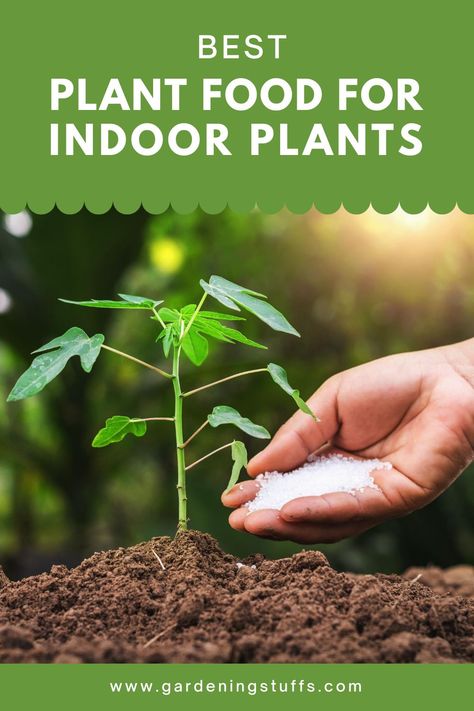 Natural Plant Food For Indoor Plants, Plant Food For Indoor Plants, Plant Food Diy, Indoor Plant Food, Natural Plant Food, Magic Stick, Indoor Vegetable Gardening, Home Garden Plants, Fertilizer For Plants