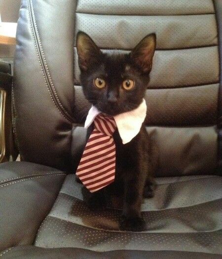 Cuteeees Business Cat, A Black Cat, Payday Loans, Funny Cat Memes, Cat Costumes, Cats Meow, Loans, Crazy Cats, Cat Pics