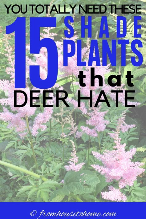 Find out how to keep your garden looking beautiful with these deer resistant shade plants that will help to prevent the animals from dining on your flowers. #fromhousetohome #deerresistant #shadeplants #gardeningtips #gardenideas  #deerresistant Deer Repellant Plants, Deer Resistant Shade Plants, Deer Resistant Landscaping, Deer Resistant Shrubs, Small Evergreen Shrubs, Deer Resistant Flowers, Shade Loving Shrubs, Deer Resistant Garden, Perennials Flowers