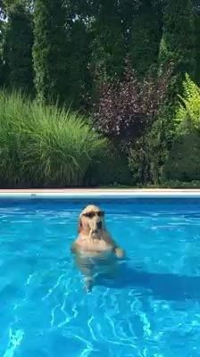 Fetch? Nah, it's Time to Chill... Check more at https://funnyfa.com/fetch-nah-its-time-to-chill/ Dog Chilling, Pool Funny, Dog Swimming Pools, Dog Animation, Waterproof Dog Collar, Dog Pool, Dog Swimming, Cute Puppy Videos, Water Dog