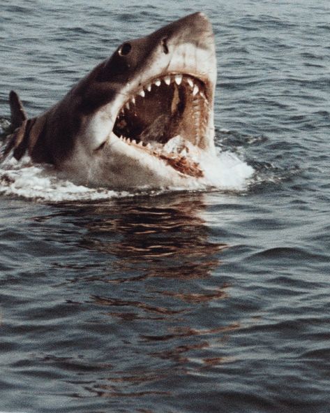 The great white shark / The white shark / White pointer in Jaws (1975 movie) dir. Steven Spielberg 🏷 70s Aesthetic Vintage Retro Icon Wallpaper Jaws Aesthetic, Beach Horror, Jaws Wallpaper, Shark Aesthetic Wallpaper, Shark Aesthetics, Brad Pitt Long Hair, Soul Tied, Summer Horror, Shark Icon