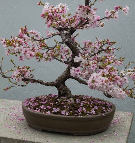 Bonsai Tree Wedding Centerpieces, Bonsai Tree Centerpieces, Bonsai Tree Aesthetic, Hogwarts Greenhouse, Bonsai Cherry Blossom, Trees Reference, Bonsai Cherry Tree, Bonsai Tips, Sakura Bonsai