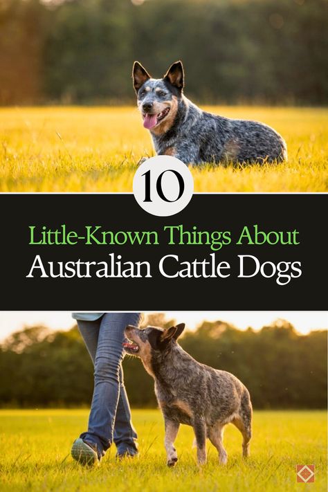 Discover the fascinating secrets of Australian Cattle Dogs! These 10 little-known facts will surprise and delight you. From their unique skills to their incredible loyalty, learn what makes this breed truly special. Perfect for dog enthusiasts and curious minds alike! Australia Cattle Dog, Australian Cattle Dog Funny, Aussie Cattle Dog, Herding Cattle, Austrailian Cattle Dog, Cattle Dogs, Australian Cattle Dogs, Tough Cookie, Herding Dogs