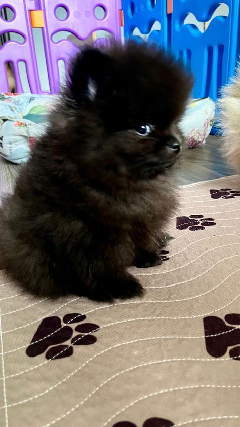 Very cute pomeranian male, small size 👌🐶 Pomeranian Black, Black Pomeranian Puppies, Pomchi Puppies, Mini Pomeranian, Blue Merle Pomeranian, Merle Pomeranian, Pomeranian Facts, Black Pomeranian, Pomeranian Puppy For Sale