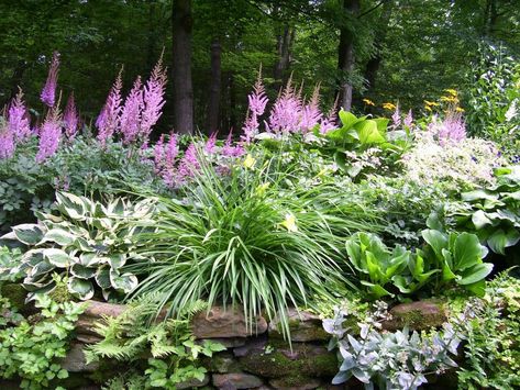 Landscaping Shrubs, Shade Tolerant Plants, Shade Garden Plants, Hosta Gardens, Shade Perennials, Woodland Garden, Southern Cooking, Backyard Garden Design, Shade Plants