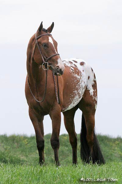 Appaloosa Blanket Appaloosa, Appaloosa Horses, Most Beautiful Animals, Majestic Horse, Horses And Dogs, All The Pretty Horses, Horse Crazy, Western Horse, Appaloosa