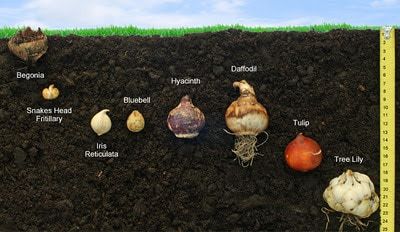 Layering Bulbs - Growing With The Lasagna Bulb Method Layering Bulbs, When To Plant Bulbs, Bulbs Garden Design, When To Plant Tulips, Tree Lily, Bulb Garden, Lasagna Gardening, Growing Bulbs, Lily Bulbs