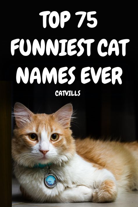 Are you looking for the funniest cat names ever? Look no further than catvills.com. From funny and punny names to absolutely wacky ones, we have you covered! We've researched the funniest names out there, so you can pick the perfect name for your perfect feline friend. Ready to explore some of the best, funniest, and downright oddest cat names ever? Read on! Good Cat Names, Best Cat Names, Cat Names Funny, Cats Name, Weird Cat Names, Make Cat Names, Names For Girl Cats, Ugliest Cat, Cat Names Witchy