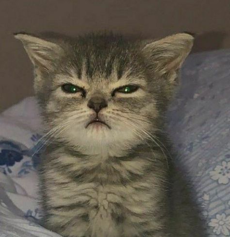 Before this happen, you always woke up by him in 4 a.m and while happen you want to revenge him by made him wake up at 3 a.m. So here his face after wake up Wake Up Meme, Cat Profile, Cute Small Animals, Cat Quotes Funny, Eddie Munson, Silly Animals, Funny Cat Memes, Funny Cute Cats