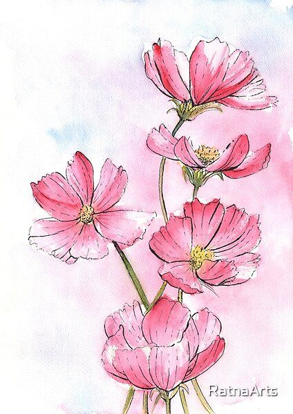 Pink Flowers Watercolor Painting, Pink Cosmos Flower Tattoo, Watercolour Cosmos Flower, Cosmos Watercolor Paintings, Watercolor Cosmos Flower, Cosmo Watercolor, Cosmos Flowers Painting, Cosmos Flowers Drawing, Pink Flowers Drawing