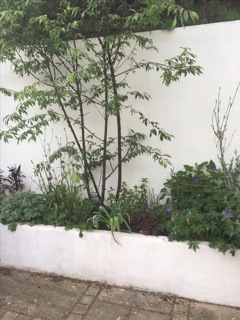 White rendered retaining wall White Garden Walls Outdoor, White Rendered Garden Wall, Plastered Garden Wall, Garden White Wall, White Walled Garden, Rendered Wall Garden, Render Garden Wall, White Rendered Retaining Wall, White Concrete Retaining Wall