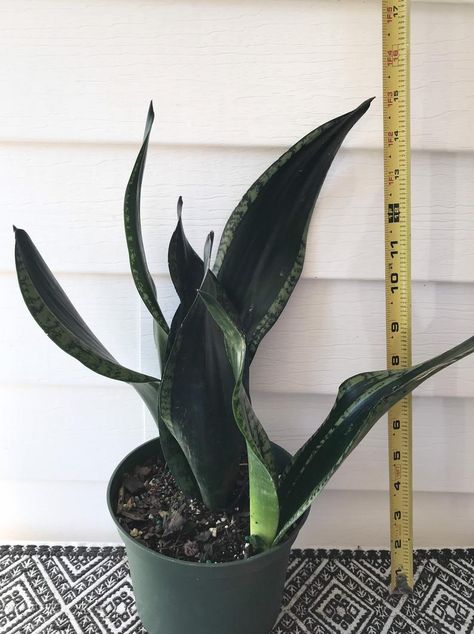 Heart Leaf Philodendron, Snake Plants, Plant Wishlist, Indoor Gardening, Snake Plant, Healthy Plants, Plant Life, Low Maintenance, Best Life