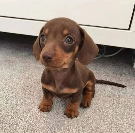 Wiener Dog Puppies, Sausage Dog Puppy, Daschund Puppies, Doxie Puppies, Dachshund Funny, Dachshund Puppies For Sale, Dachshund Puppy Miniature, Very Cute Dogs, Weenie Dogs