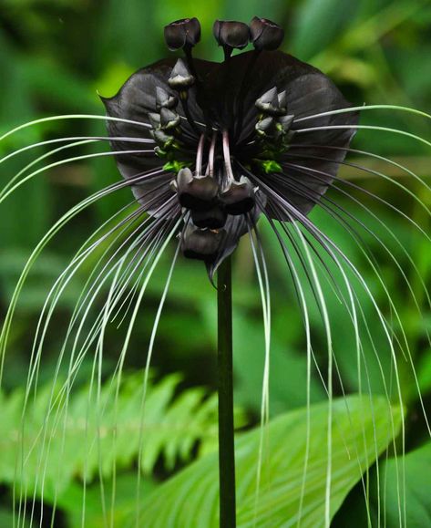 Nature, Black Cat Flowers, Black Bat Flower, Giant Water Lily, Bat Flower, Ghost Plant, Goth Garden, Strange Flowers, Rare Orchids