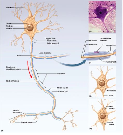 A Representative Neuron. The soma gives rise to a few thick processes that branch into a vast number of dendrites, the receiving sites for signals from other neurons. On one side of the soma is a mount called the axon hillock, which continues into the axon. Slp Anatomy, Neurons Art, Central And Peripheral Nervous System, Nervous Tissue, Action Potential, Nervous System Anatomy, Brain Neurons, Health And Food, Cells Project