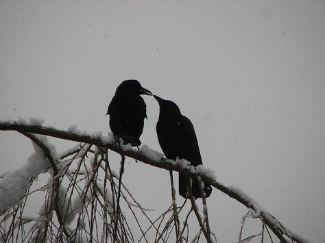 kissing crows Crows In Love, Six Of Crows Aesthetic, Crow Aesthetic, Crows Aesthetic, Crows And Ravens, Two Crows, Greek Pantheon, Raven Bird, Crooked Kingdom